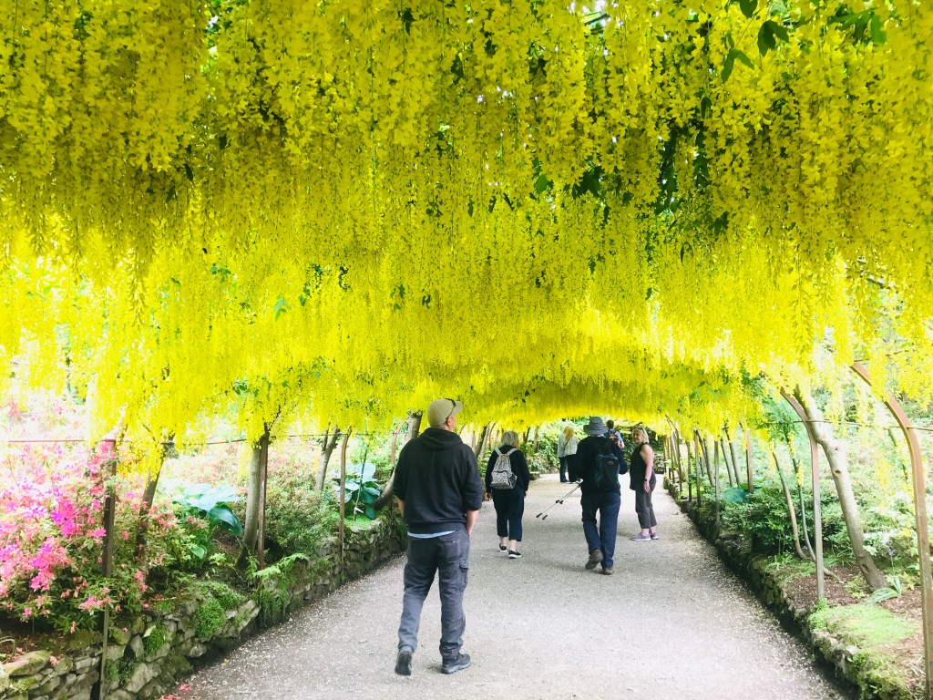 ボドナント・ガーデンのキングサリのアーチ